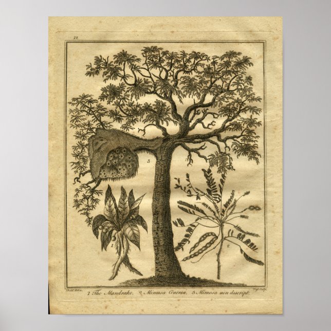 1817 Mandrake Culpeper Herbal Print Poster (Vorne)