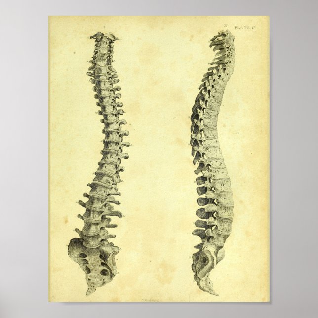 1824 Anatomie der menschlichen Wirbelsäule Druck Poster (Vorne)