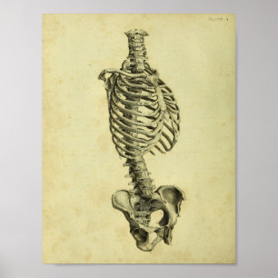 1824 Menschen-Skeleton Anatomie-Druck Poster