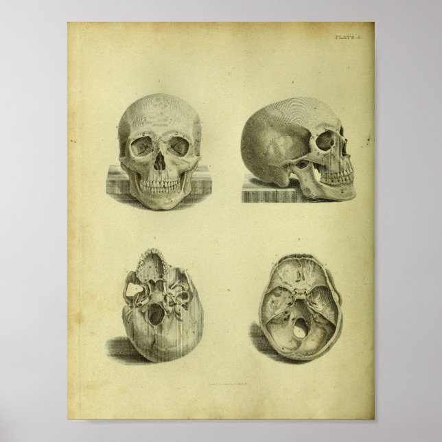1824 menschliche Schädel Anatomie Print Poster (Vorne)