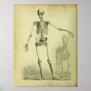1824 Skelett Anatomie Druck von Mensch und Pferd Poster