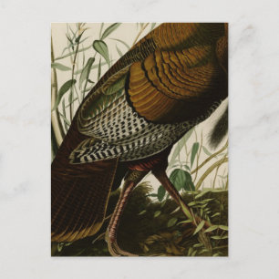 1825 Vintage Wildtruthahn Postkarte