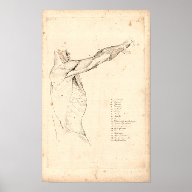 1833 Muscles of Shoulder Vintage Anatomy Print Poster (Vorne)