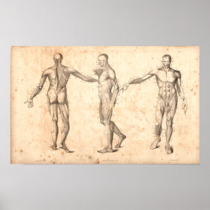 1833 Muskel-Vintager Anatomie-Druck Poster