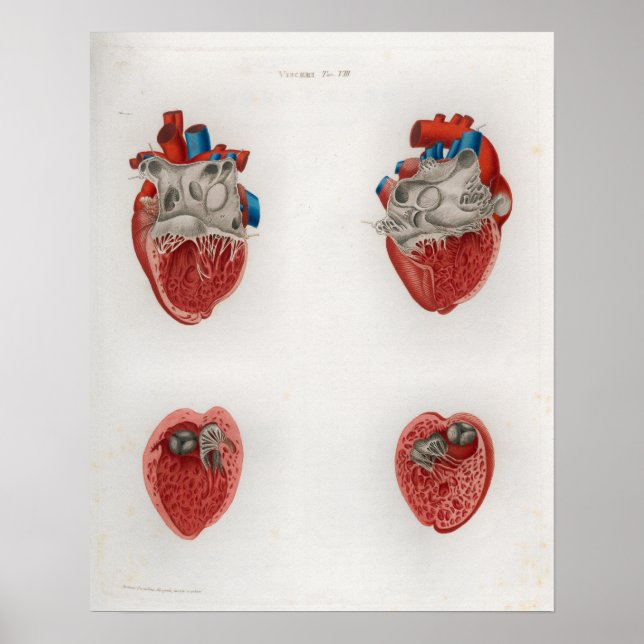 1833 Vintag Heart Internal Anatomy Poster (Vorne)