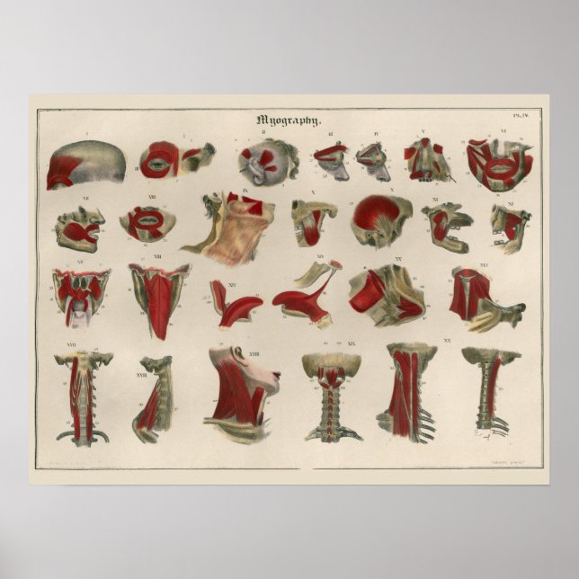 1837 Vintage Muskelanatomie Art Poster (Vorne)