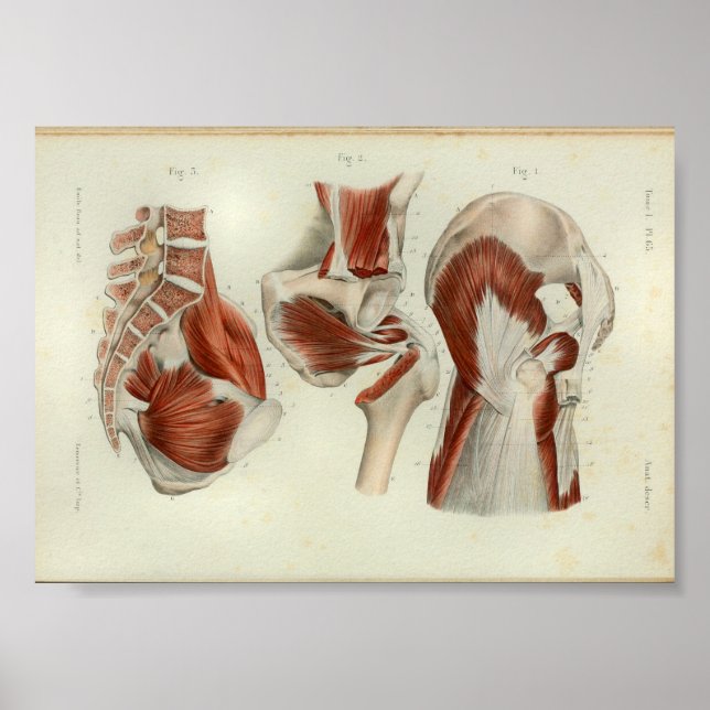 1844 Vintage Anatomie Druckmuskeln Angesagt Poster (Vorne)