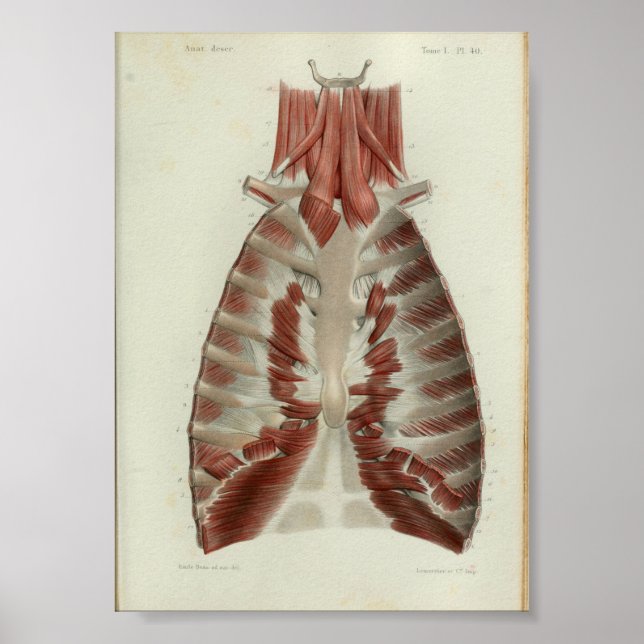 1844 Vintage Anatomie Druckmuskeln Brust Poster (Vorne)