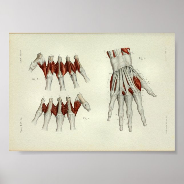 1844 Vintage Anatomie Druckmuskeln Hand Poster (Vorne)