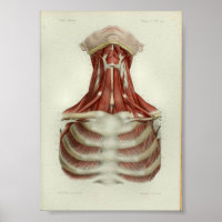 1844 Vintage Anatomie Druckmuskeln