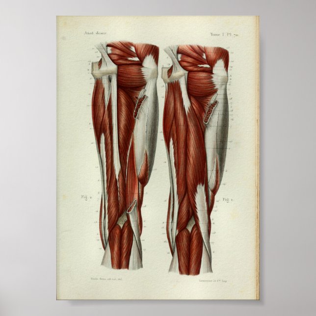 1844 Vintage Anatomie Druckmuskeln Poster (Vorne)