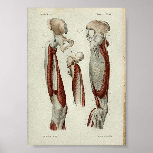 1844 Vintage Anatomie Druckmuskeln Poster (Vorne)