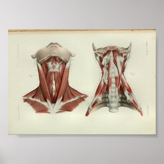 1844 Vintage Anatomie Druckmuskeln Poster (Vorne)