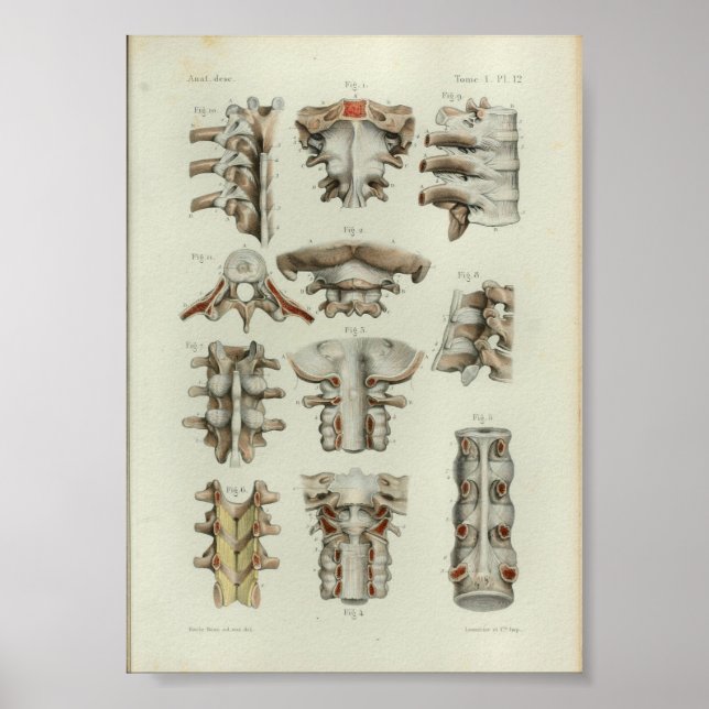 1844 Vintage Anatomie DruckWirbelsäule Poster (Vorne)