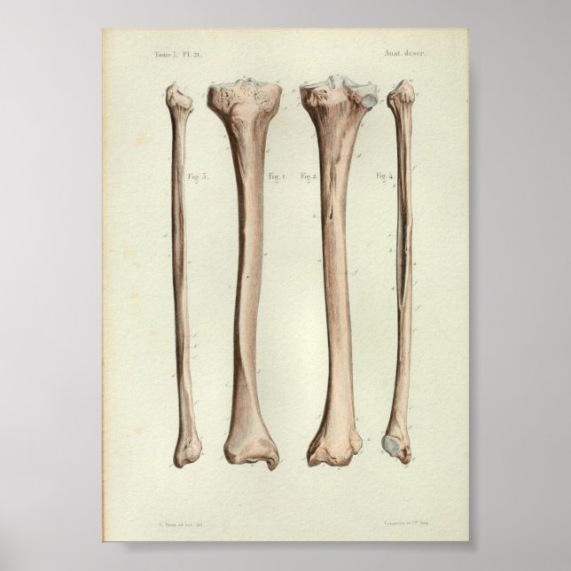 1844 Vintage Anatomie Print Tibia Fibula Poster (Vorne)