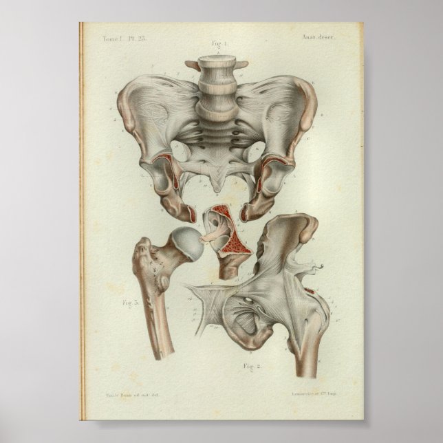 1844 Vintage Anatomy Print Pelvis Hip Poster (Vorne)