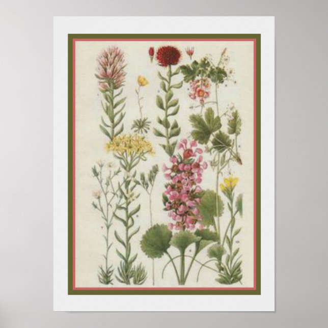 1849 Botanische Printwerbung von Jane Loudon- 12x1 Poster (Vorne)