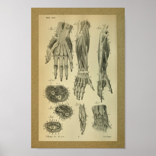 1850 Vintage Anatomie Armmuskeln Poster (Vorne)