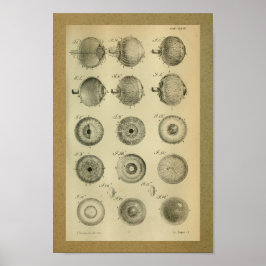 1850 Vintage Anatomie Augenmuskeln Poster