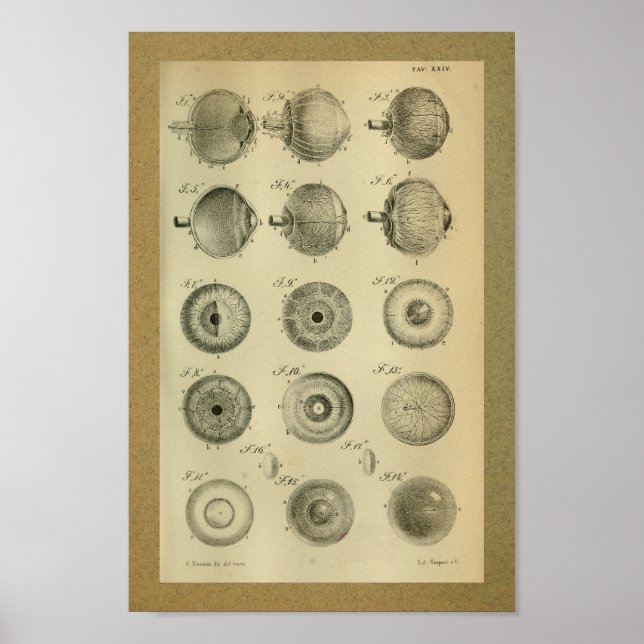 1850 Vintage Anatomie Augenmuskeln Poster (Vorne)