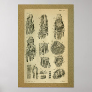 1850 Vintage Anatomie-Druck-Fuß-Muskeln Poster