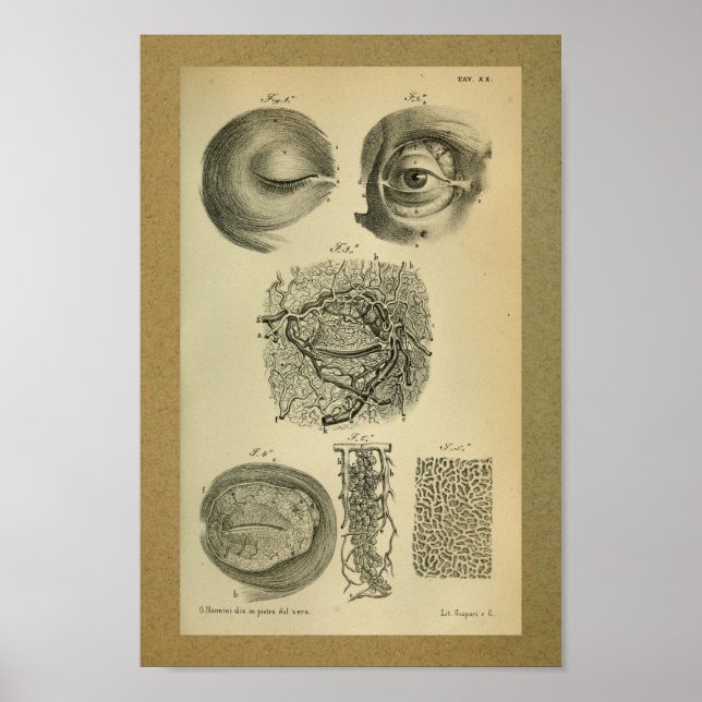 1850 Vintage Anatomie Druckaugengeschichten Poster (Vorne)