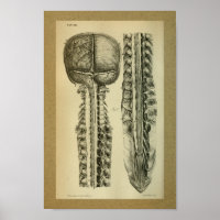 1850 Vintage Anatomie DruckBrain Spine