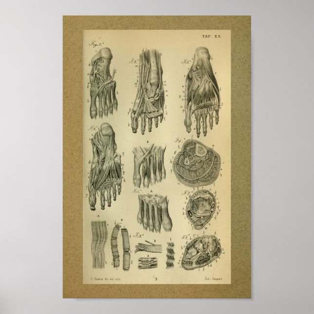 1850 Vintage Anatomie Druckfussmuskeln Poster (Vorne)