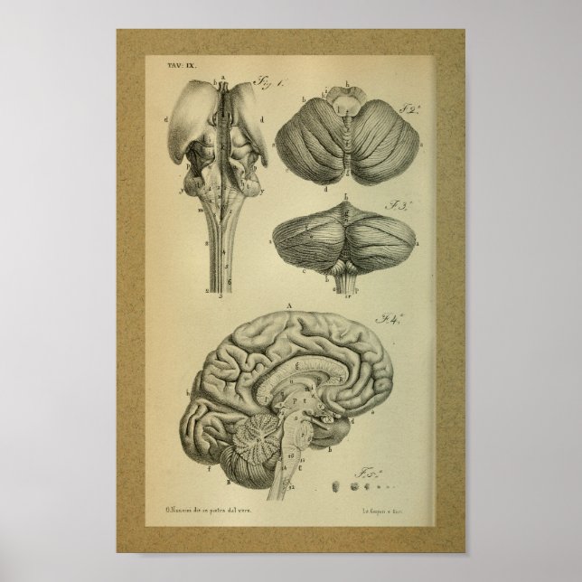 1850 Vintage Anatomie Druckgestänge Poster (Vorne)
