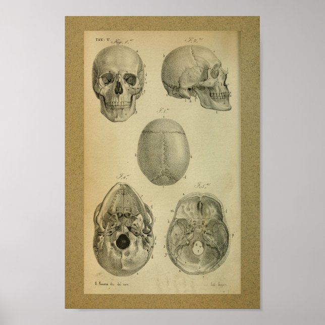 1850 Vintage Anatomie Druckkopf Poster (Vorne)