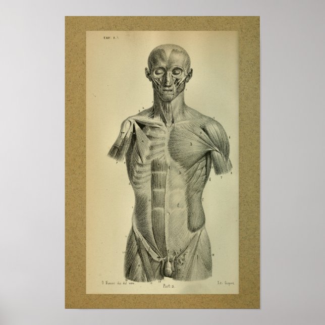 1850 Vintage Anatomie Druckmuskeln Poster (Vorne)