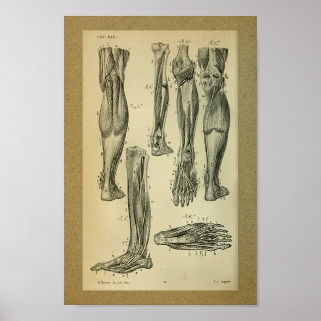 1850 Vintage Anatomie Druckschleimmuskeln Poster (Vorne)