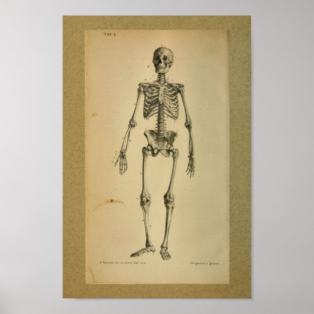 1850 Vintage Anatomie Druckskelett Poster (Vorne)