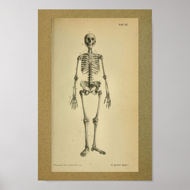 1850 Vintage Anatomie Druckskelett Poster (Vorne)