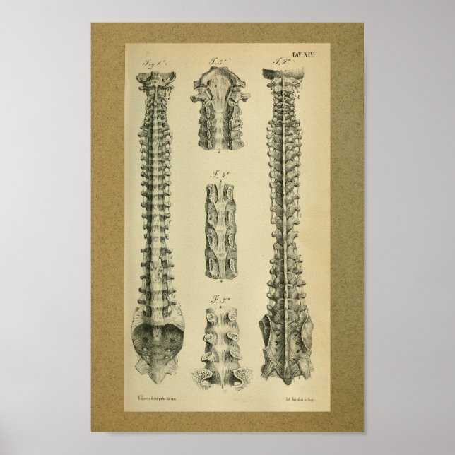1850 Vintage Anatomie Druckspinalspalte Poster (Vorne)