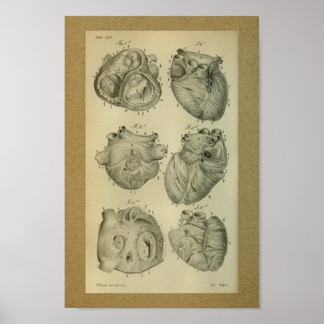 1850 Vintage Anatomie Print Human Heart Poster (Vorne)