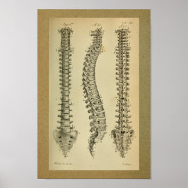 1850 Vintage Anatomie Print Human Spine Poster
