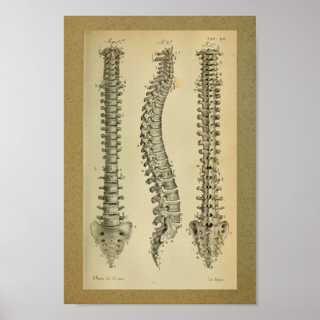 1850 Vintage Anatomie Print Human Spine Poster (Vorne)