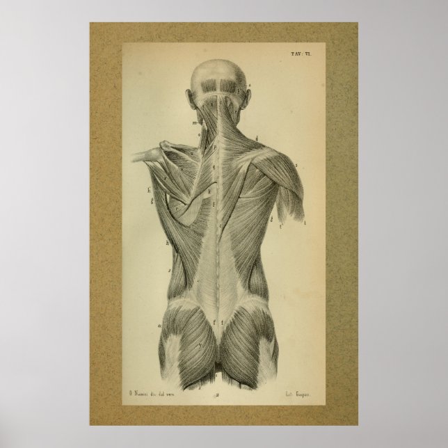 1850 Vintage Anatomie Rückenmuskeln drucken Poster (Vorne)