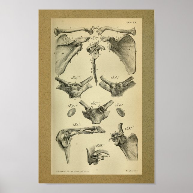 1850 Vintage Anatomie Scapula drucken Poster (Vorne)