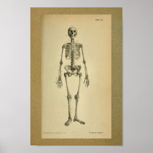 1850 Vintages Anatomie-Druck-Skelett Poster