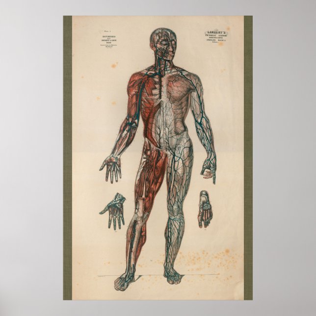 1851 Vintage Anatomie der Blutversorgung Poster (Vorne)