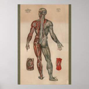 1851 Vintage Nerven Muskelanatomie Diagramm Poster