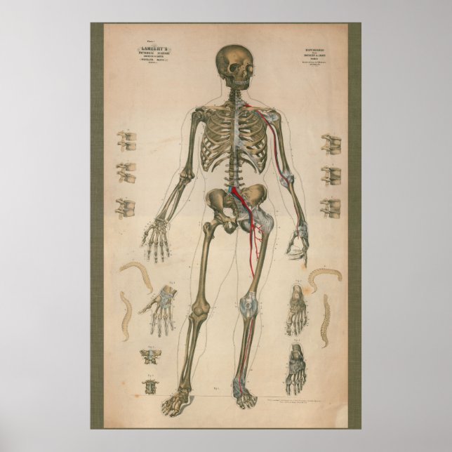 1851 Vintage Skelettanatomie Poster (Vorne)