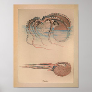 1851 Vintager Farbkraken-Druck Poster