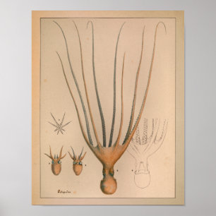 1851 Vintager Farbkraken-Druck Poster