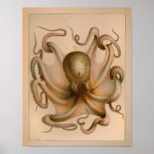 1851 Vintager Oktopus Poster