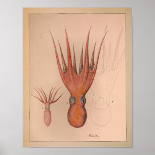 1851 Vintager Oktopus Poster