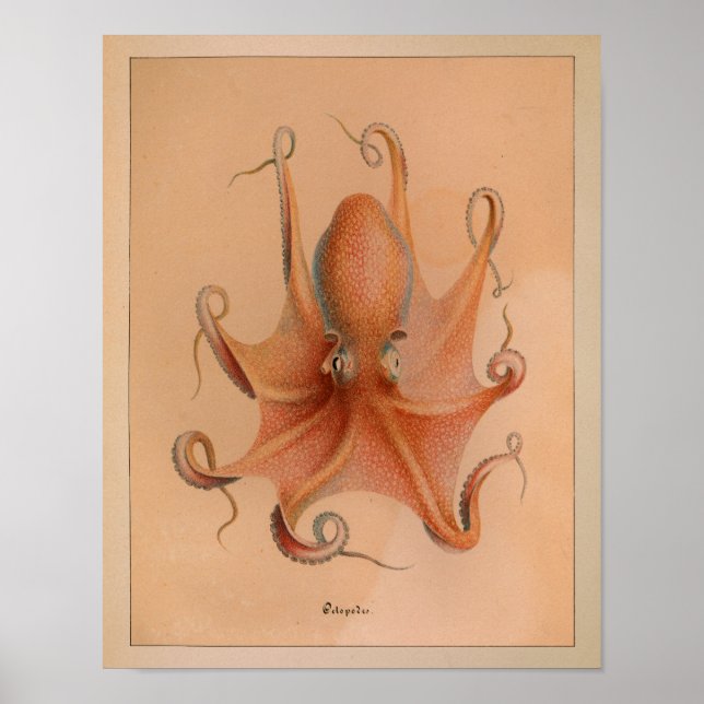 1851 Vintager Oktopus Poster (Vorne)