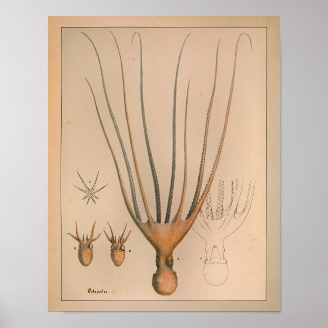 1851 Vintager Oktopus Poster (Vorne)